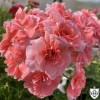 Pelargonium 'Cara Rosa' - Pelargoon 'Cara Rosa' P9/0,55L